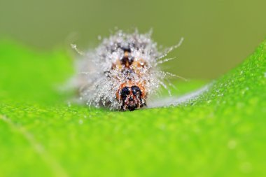 yeşil yaprak üzerinde sevimli tırtıl