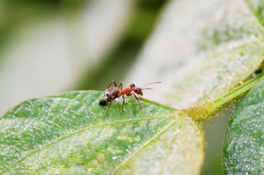 mercerized kahverengi orman karıncaları