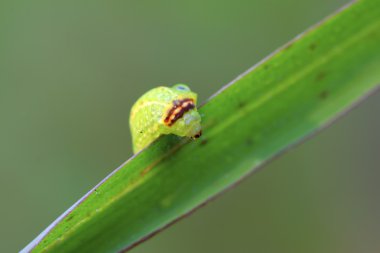 Thorn güve larva 
