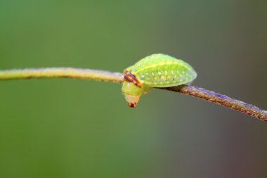 Thorn güve larva 