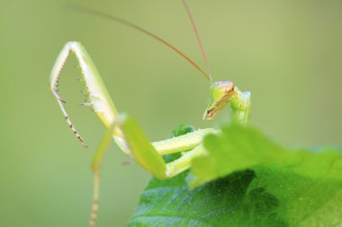 tenodera peygamber devesi