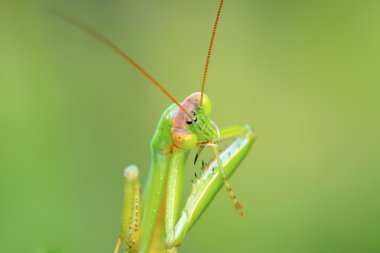 tenodera peygamber devesi