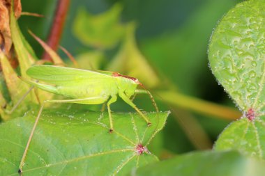 katydids perileri