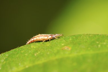 büyük lacewing larvalar - yaprak biti aslanlar uçar 