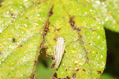 leafhopper larvalar