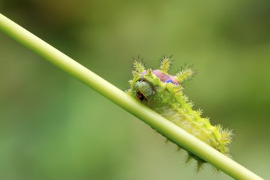 Thorn güve larva 