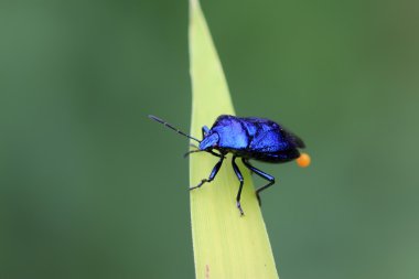 yeşil yaprak üzerinde mor çekirke
