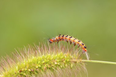 yeşil yaprak üzerinde sevimli tırtıl