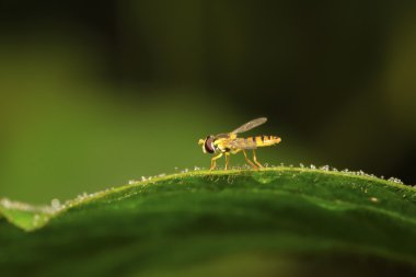 syrphidae böcekler