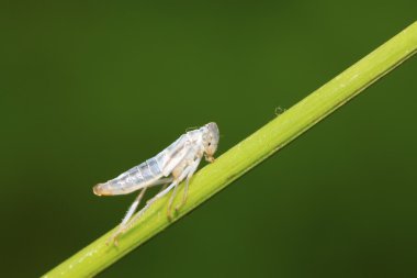 leafhopper puparium