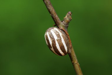 pupa kabuk