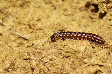 prospirobolussonbaharda sincap