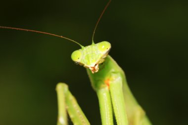 tenodera peygamber devesi