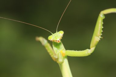 tenodera peygamber devesi