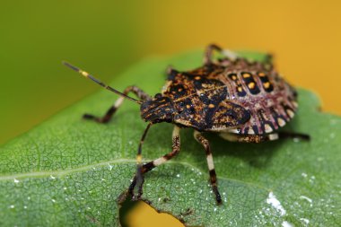 çekirke larva yaprak yeşil üzerinde