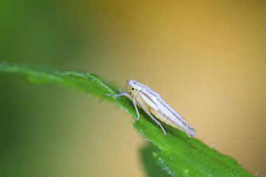 Leafhopper