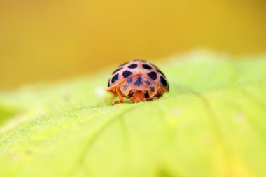 uğur böceği üzerinde vahşi yaprak yeşil 