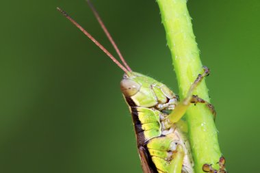 Çekirge üzerinde vahşi yaprak yeşil