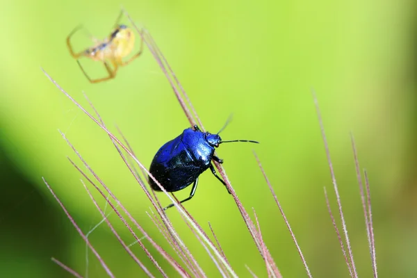 緑の葉に紫のカメムシ — ストック写真