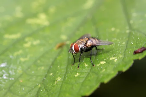 Primo piano di mosca di carne — Foto Stock