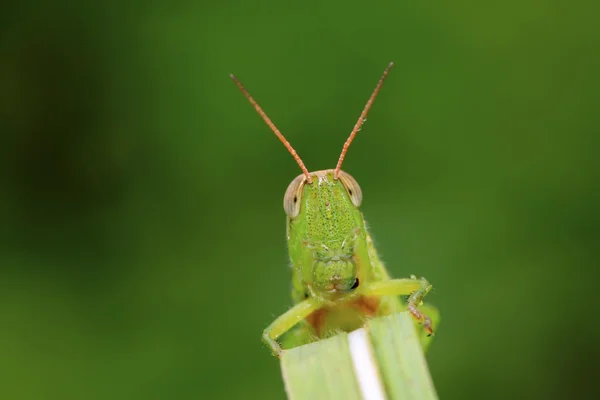 Locusts on green leaf in the wild — Stock Photo, Image