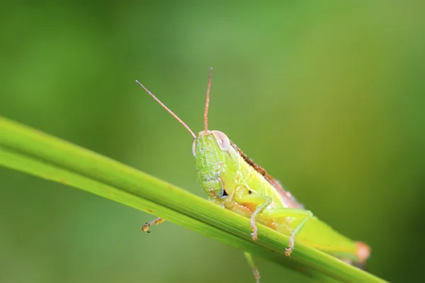 Kobylky na zelený list v přírodě — Stock fotografie