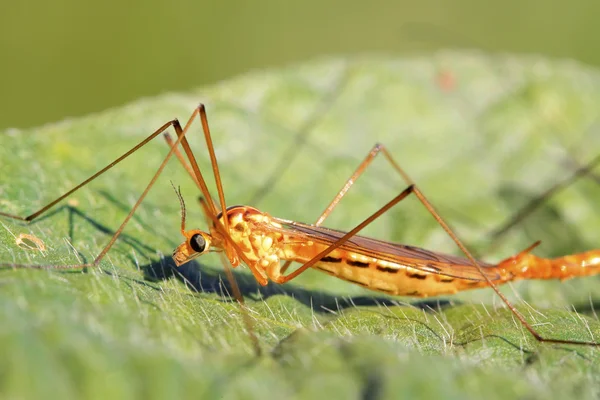 Mosquitos insectos en hoja verde — Foto de Stock