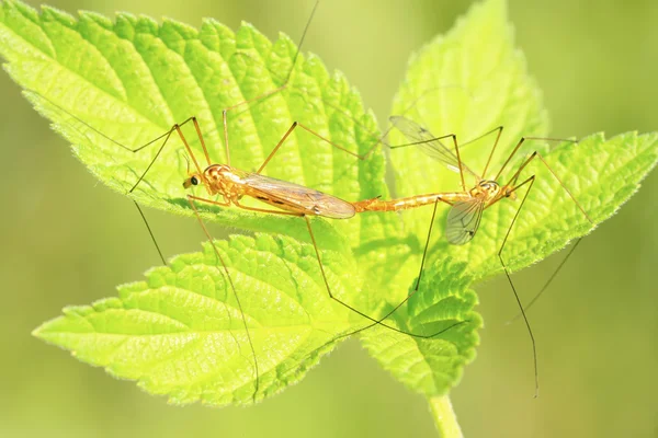 Mosquitos insectos apareamiento en hoja verde — Foto de Stock