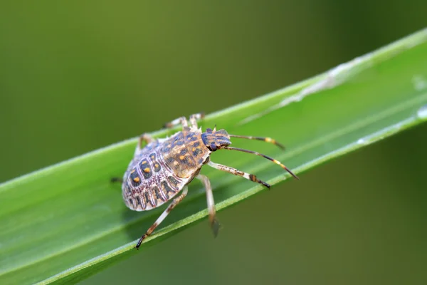 Stinkbug on green leaf — Stock Photo, Image