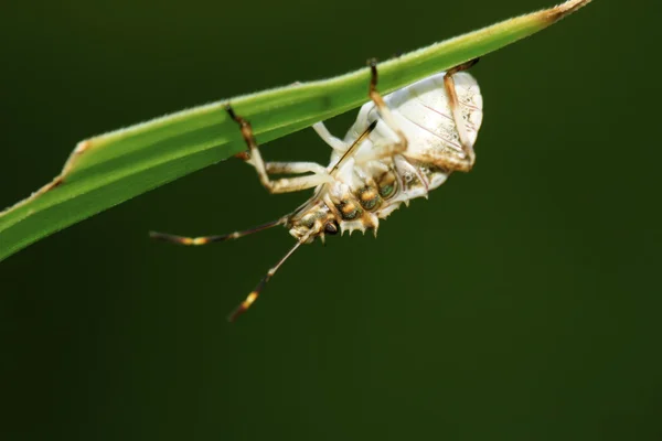 Stinkbug na zelený list — Stock fotografie