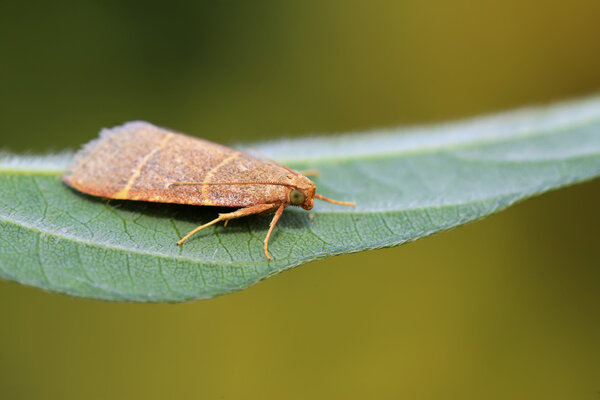 Насекомые моли
 