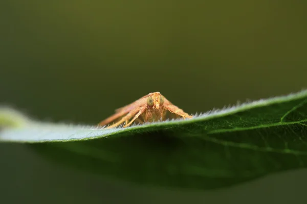 Insecte de molii — Fotografie, imagine de stoc