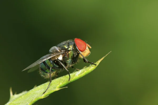 Calliphora erythrohala — стоковое фото