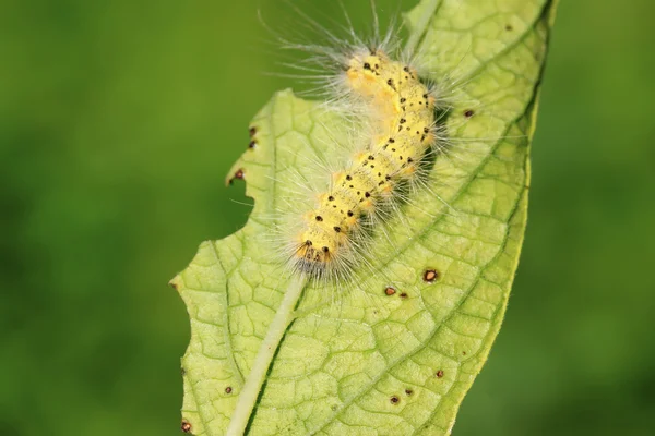 Cute caterpillar on green leaf — Stock Photo, Image