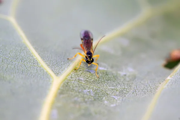 Yeşil yaprak üzerinde sawfly — Stok fotoğraf
