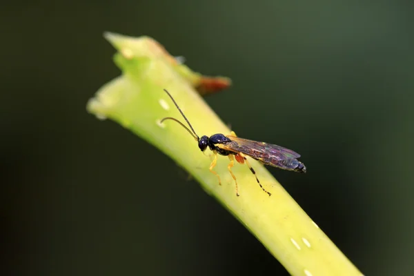 Yeşil yaprak üzerinde sawfly — Stok fotoğraf