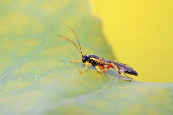 Mouche à scie sur feuille verte — Photo