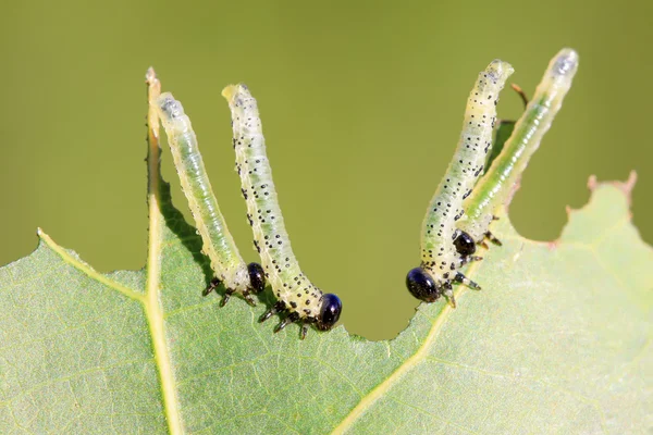 Sawfly larvy na zelený list — Stock fotografie