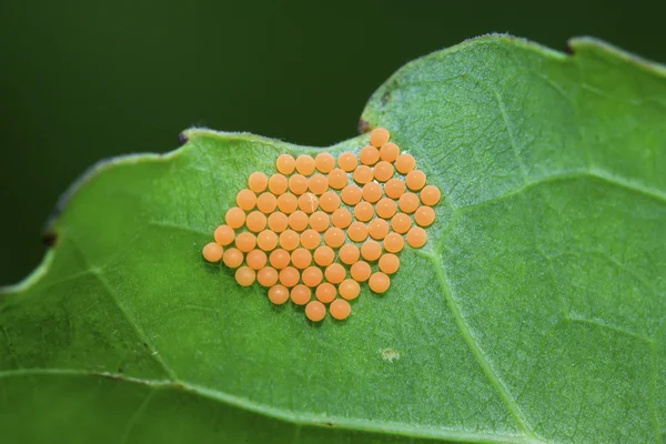 Huevos de insectos — Foto de Stock