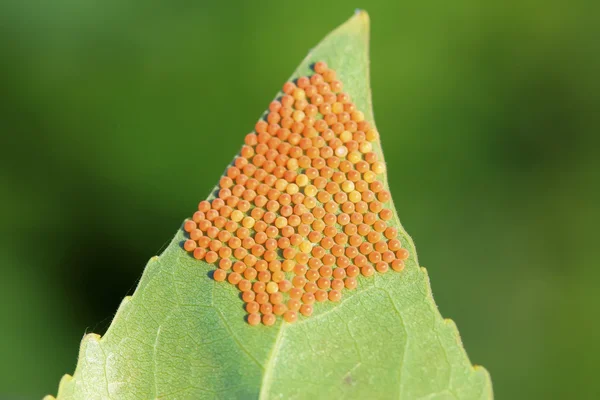 Böcek yumurta — Stok fotoğraf