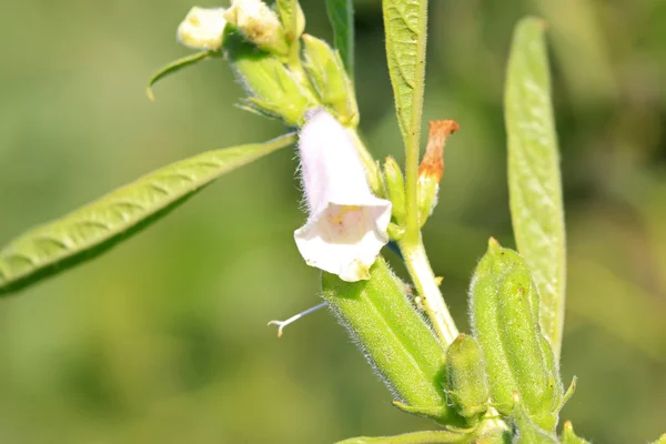 Sesamblüte — Stockfoto