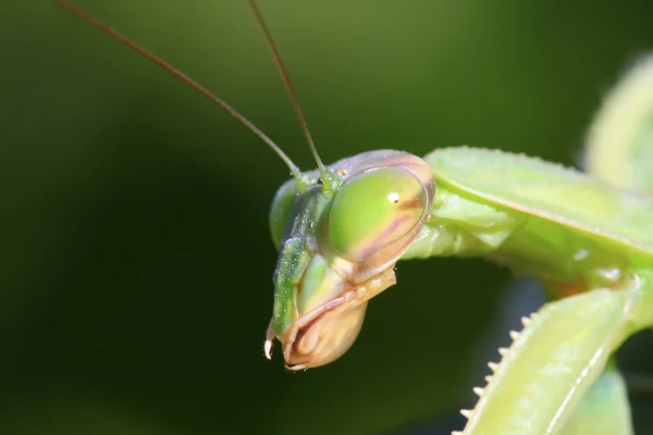 Tenodera богомола — стоковое фото