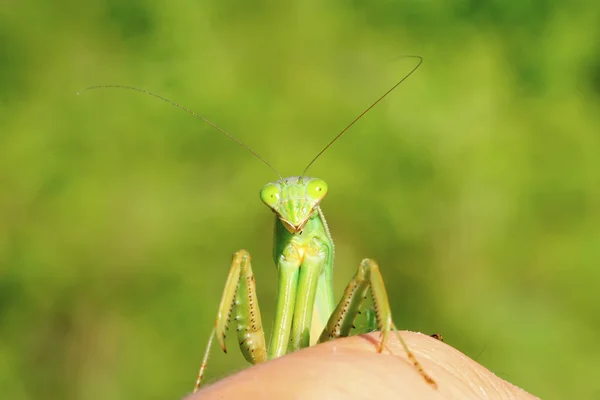 Tenodera mantis — Foto de Stock