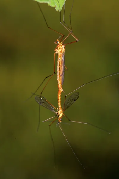 Mosquitos insectos apareamiento en hoja verde —  Fotos de Stock