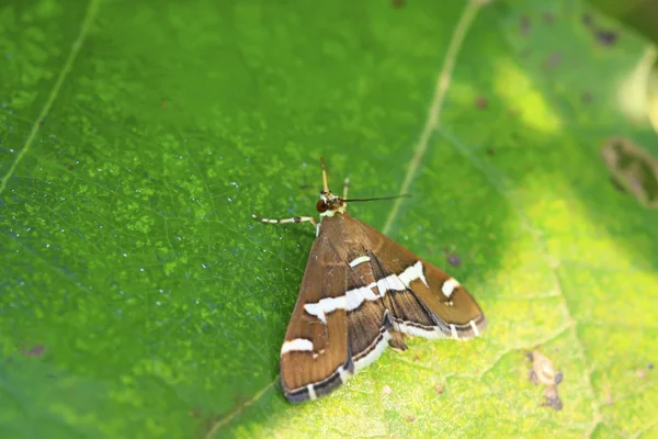 Meadow moth — Stock Photo, Image