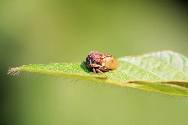 Насекомые Membracidae — стоковое фото