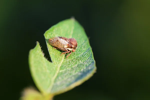 Membracidae insects — Stock Photo, Image