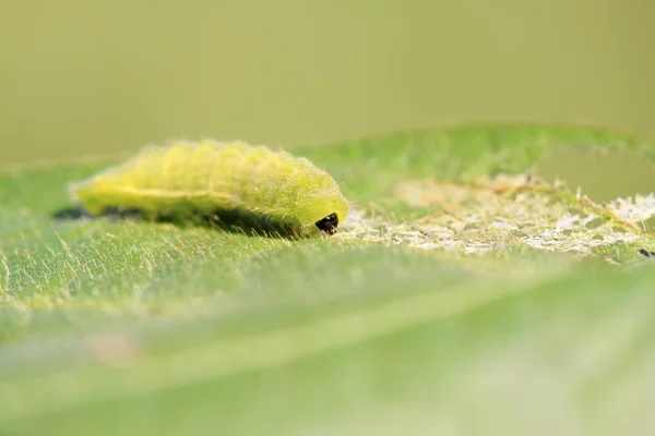 Зеленый мясной червь — стоковое фото