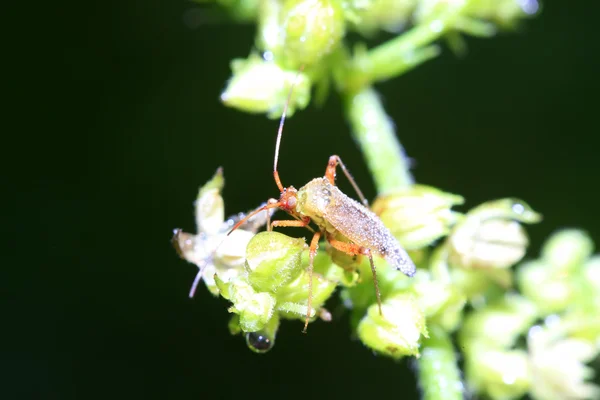 Stinkbug na zelený list — Stock fotografie