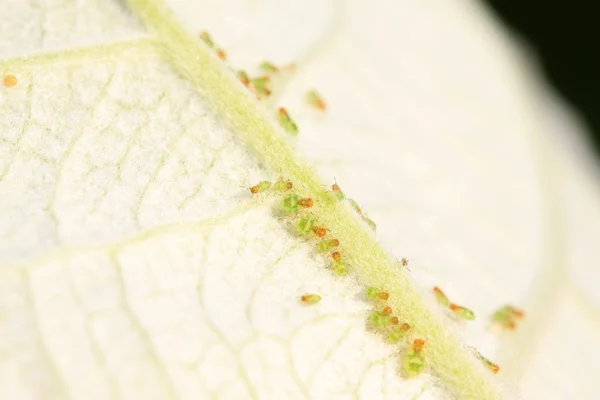 Pulgões na folha verde da planta — Fotografia de Stock